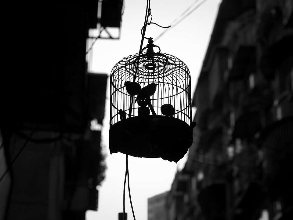 animals-1835337_960_720